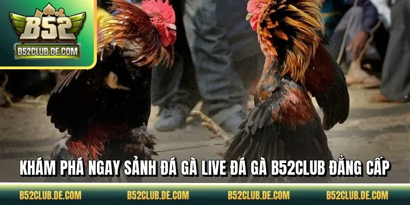 Khám phá ngay sảnh đá gà live đá gà B52CLUB đẳng cấp