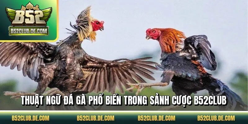 Thuật ngữ đá gà phổ biến trong sảnh cược B52CLUB